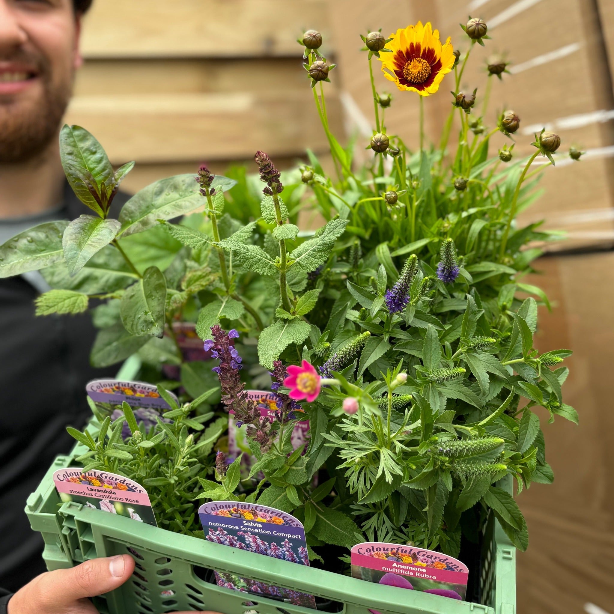 Mystery Box £45 Worth Of Plants (Checkout only offer)