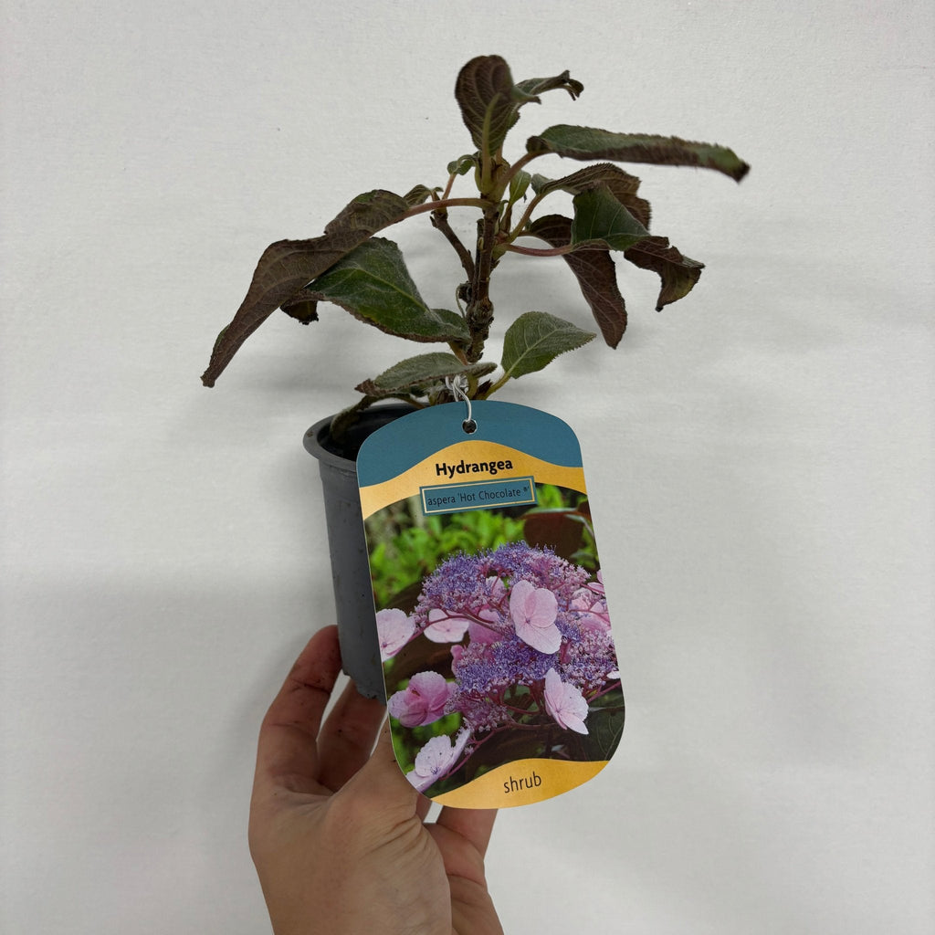 Hydrangea aspera 'Hot Chocolate' 9cm