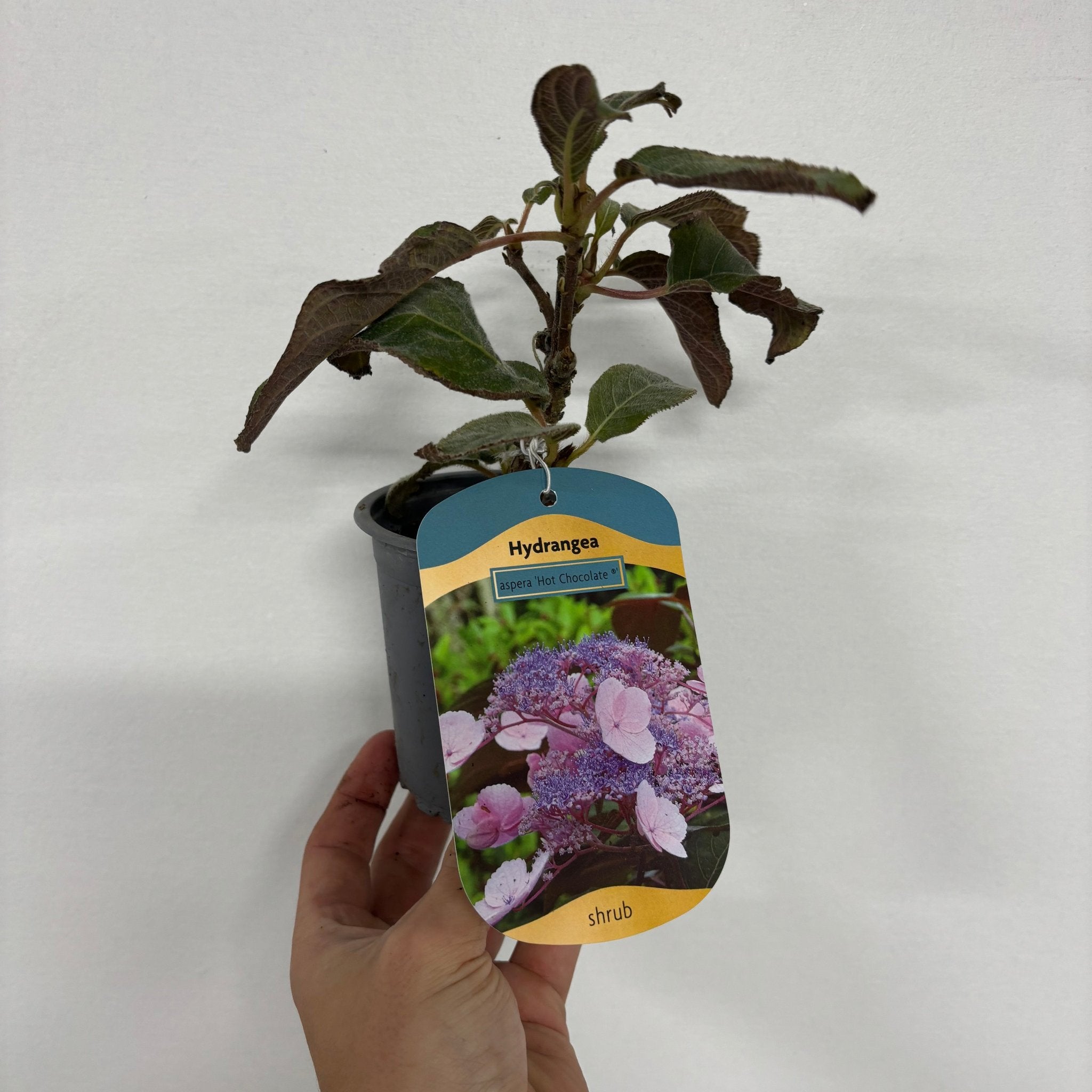 Hydrangea aspera 'Hot Chocolate' 9cm