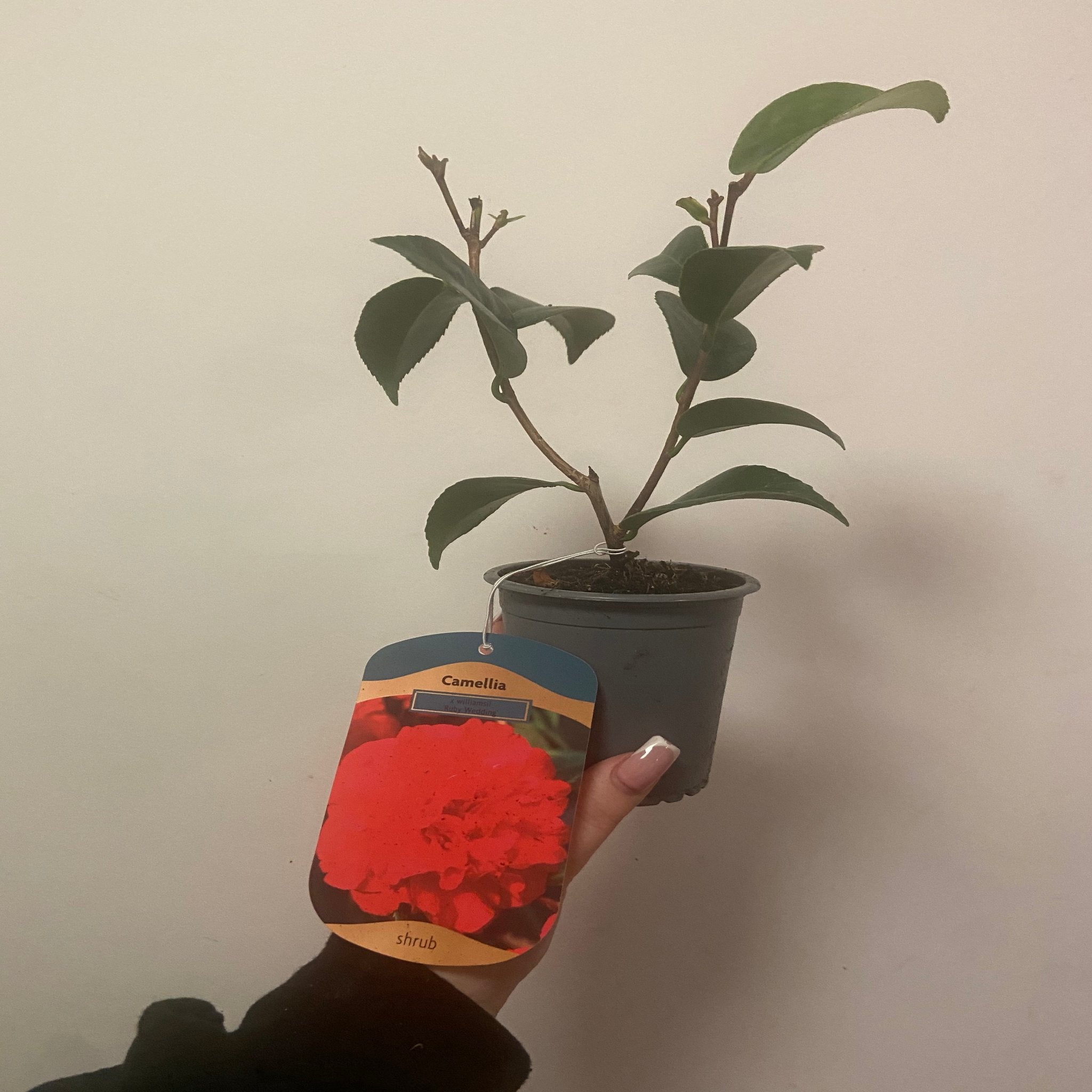 Camellia x williamsii 'Ruby Wedding' 9cm