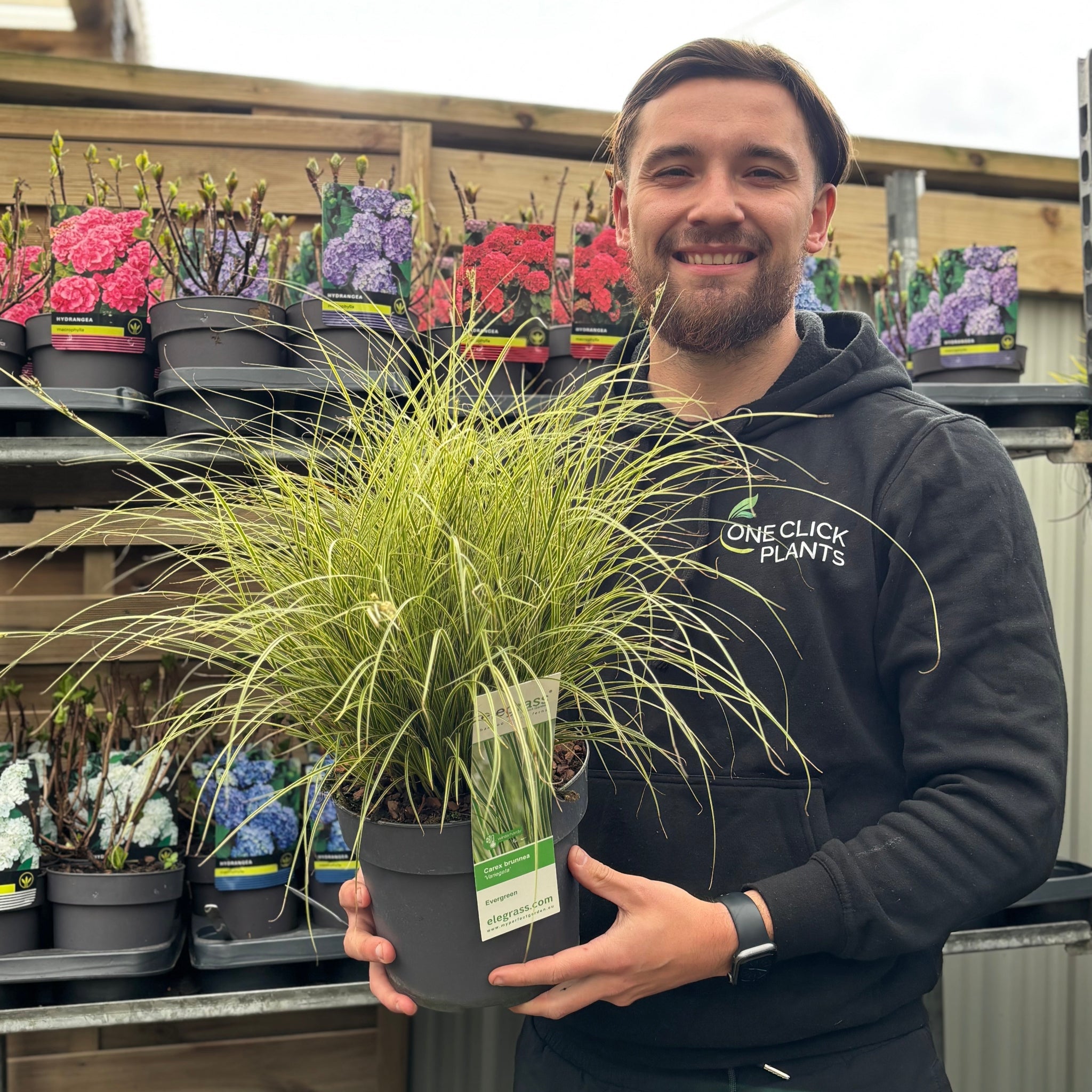 Carex brunnea 'Variegata' 3L