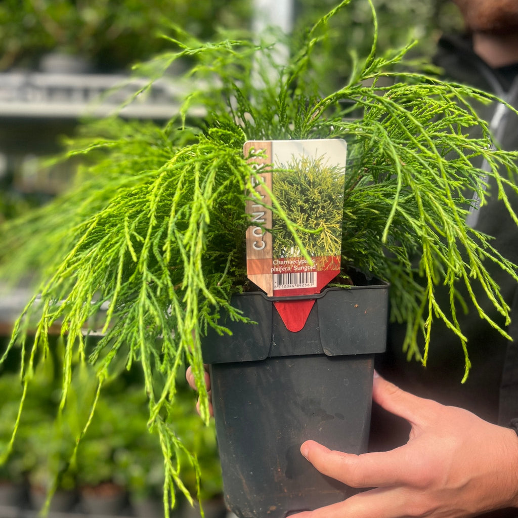 Chamaecyparis pisifera 'Sungold' 2L