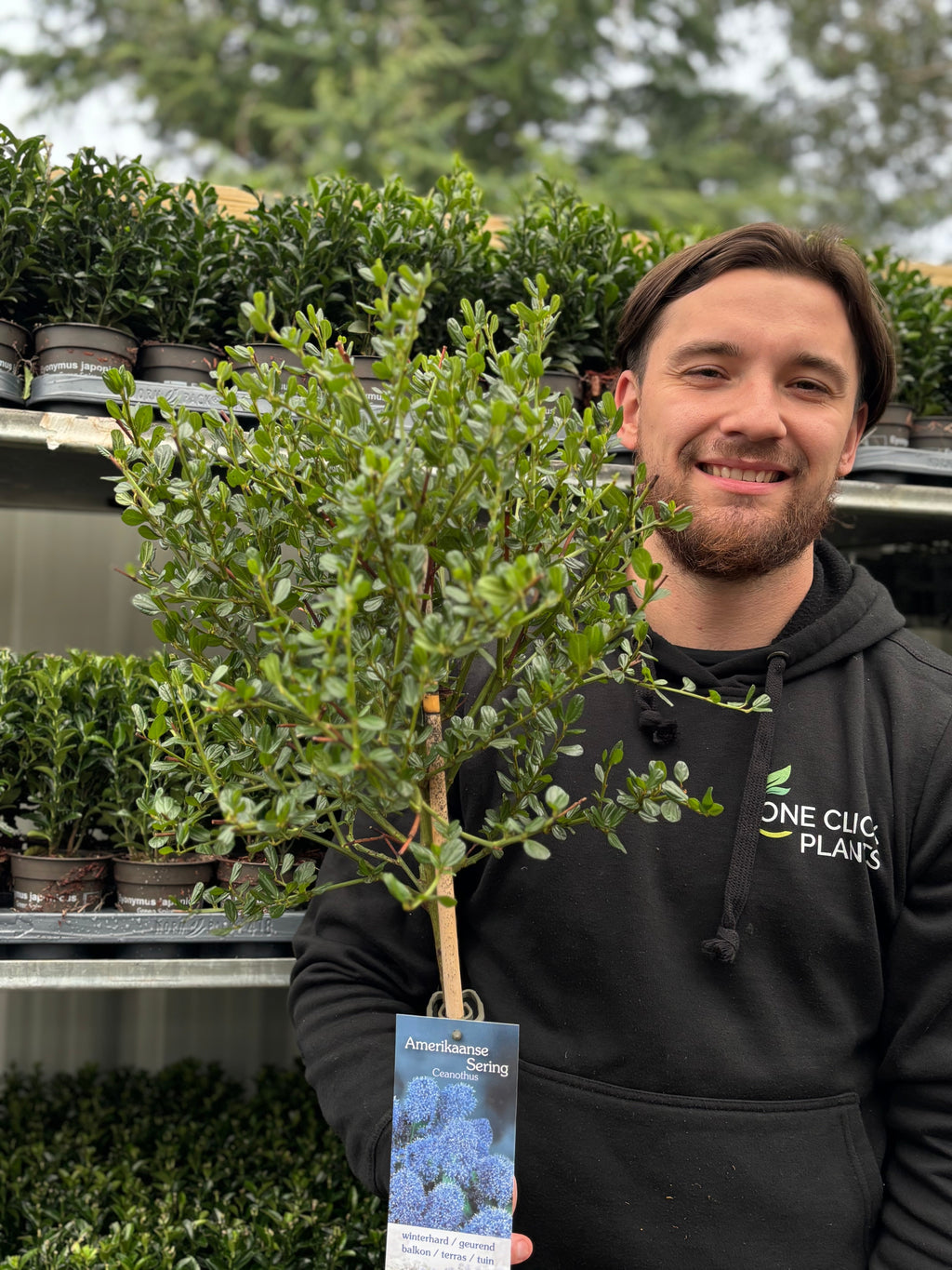 Ceanothus Patio Tree 110-120cm (Californian Lilac)