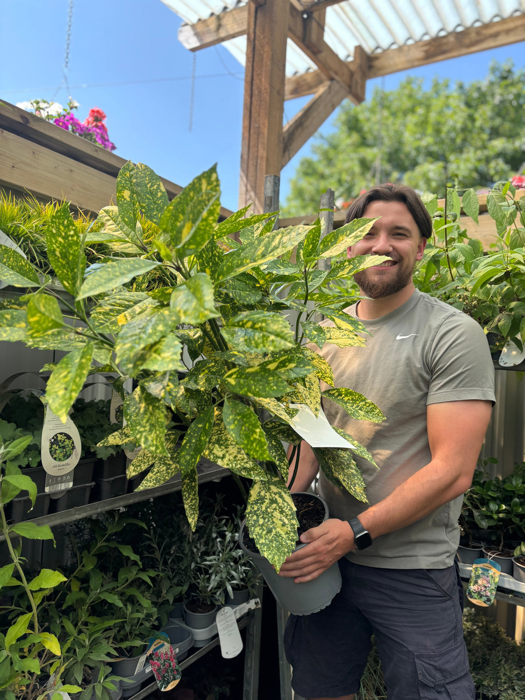 Aucuba Spotted Laurel 2L / 5L