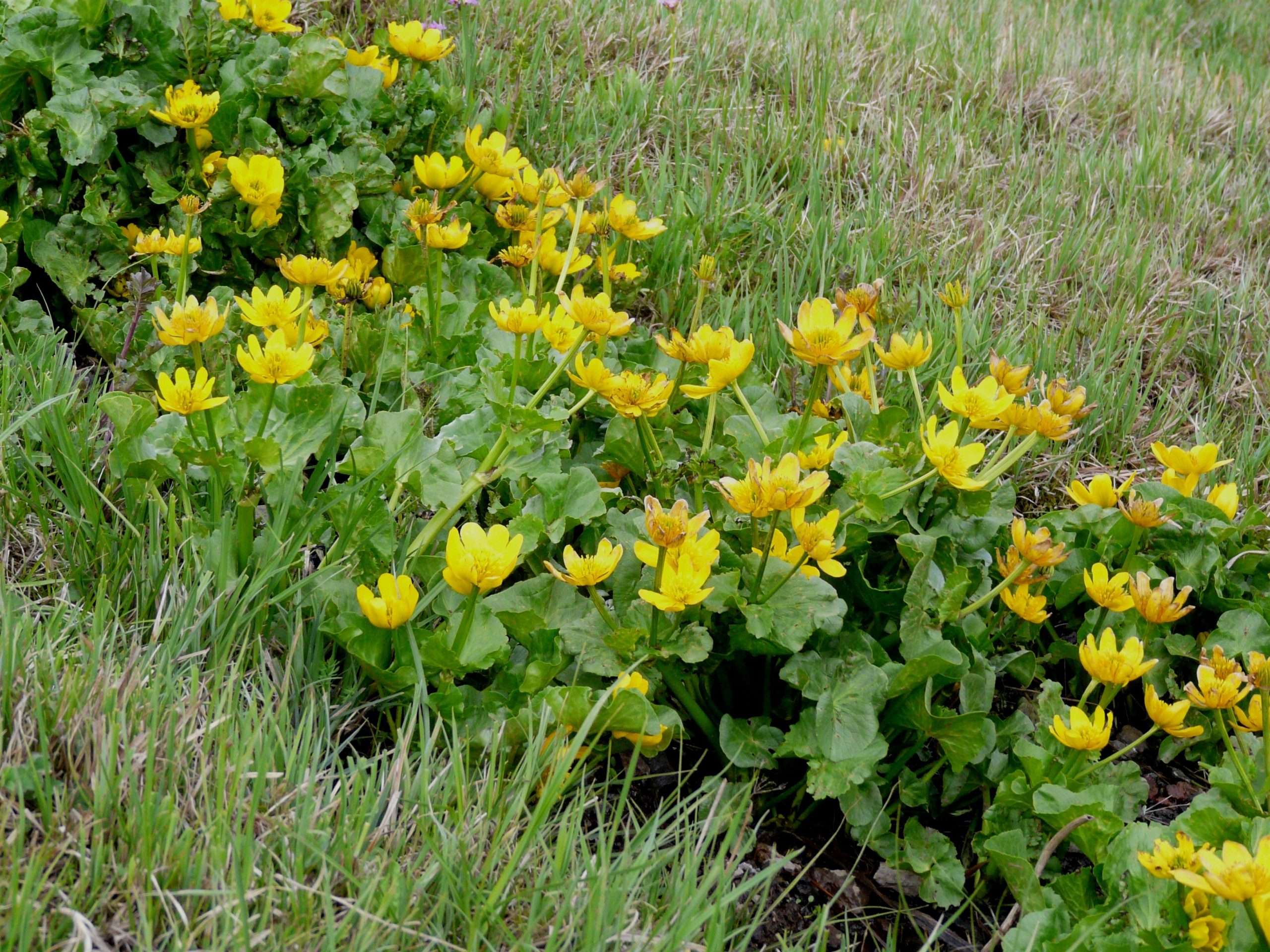 Caltha palustris polypetala (Giant king cup) - Marginal Pond Plants - MP018