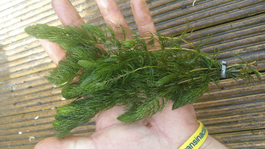 Ceratophyllum Demersum - oxygen plant - pond plant - water plant - OX003