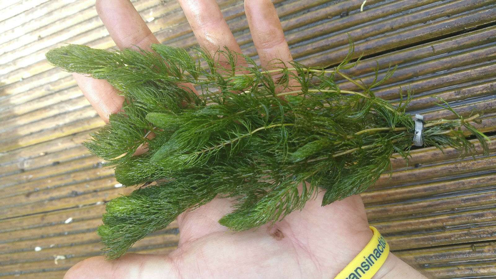 Ceratophyllum Demersum - oxygen plant - pond plant - water plant - OX003
