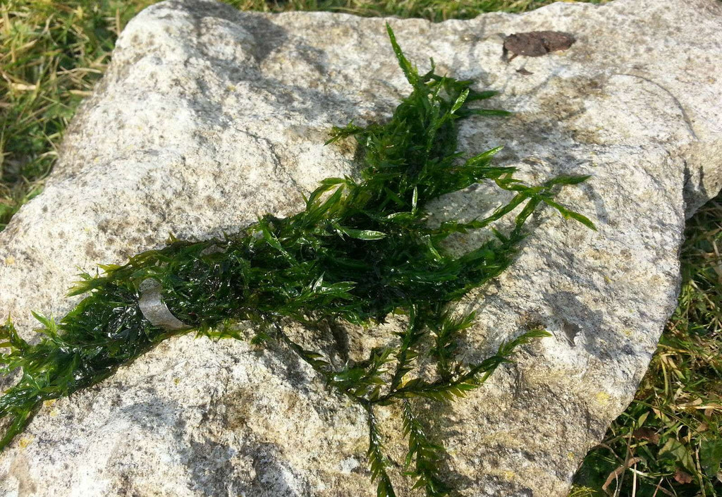Fontinalis (Willow Moss) - 1 - 50 Bunches / Oxygenating Pond Water Plants - Weighted - OX007