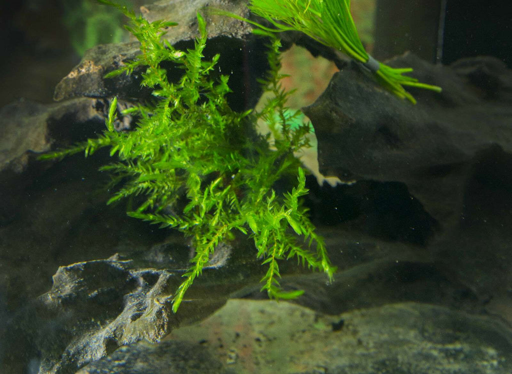 Fontinalis (Willow Moss) - 1 - 50 Bunches / Oxygenating Pond Water Plants - Weighted - OX007