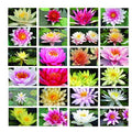 Pot Luck Water Lily Bareroot x 10