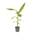 Hardy Banana - Musa basjoo - Height 55-70cm - ⌀21cm