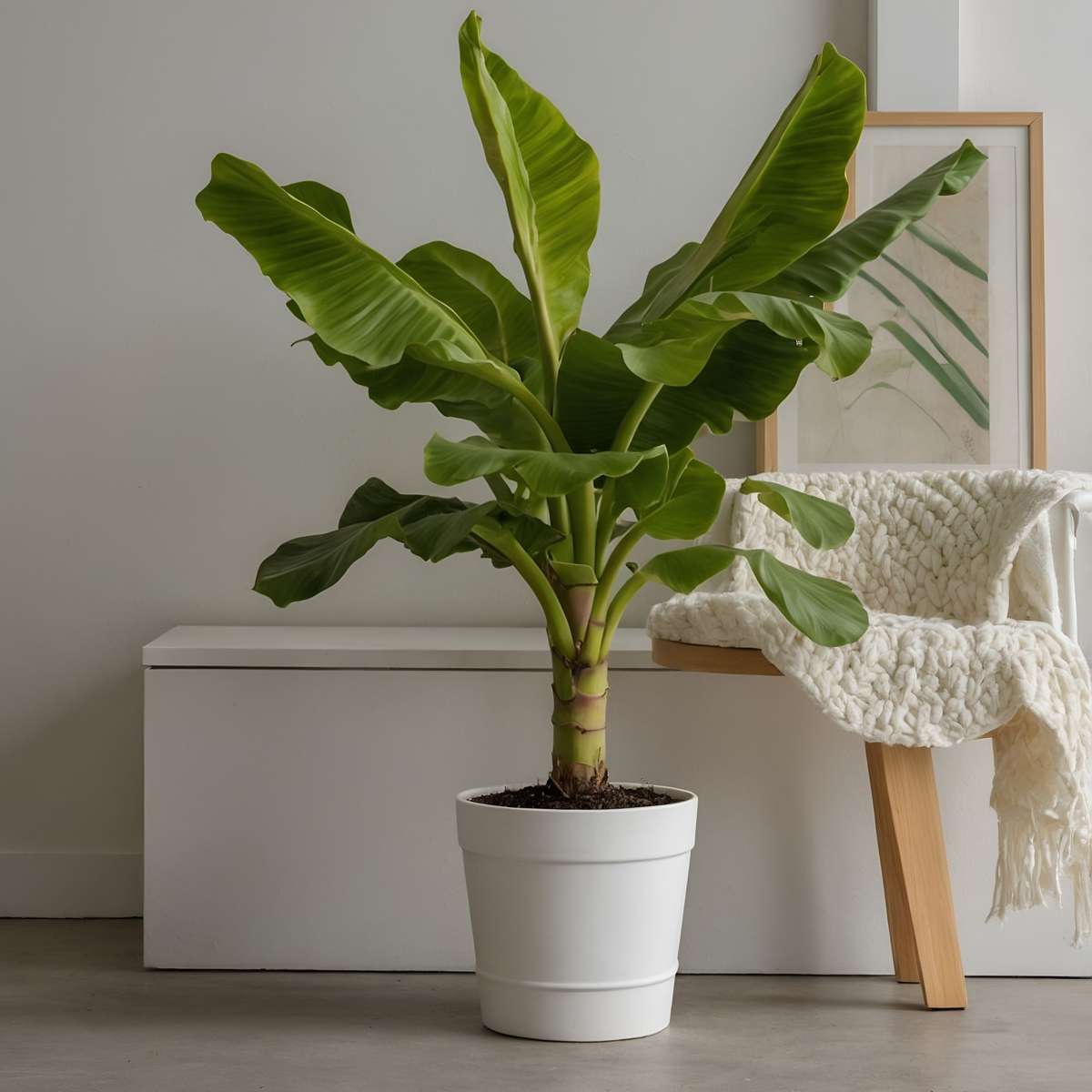 Hardy Banana - 2 pcs. - Musa basjoo - Height 55-70cm - ⌀21cm