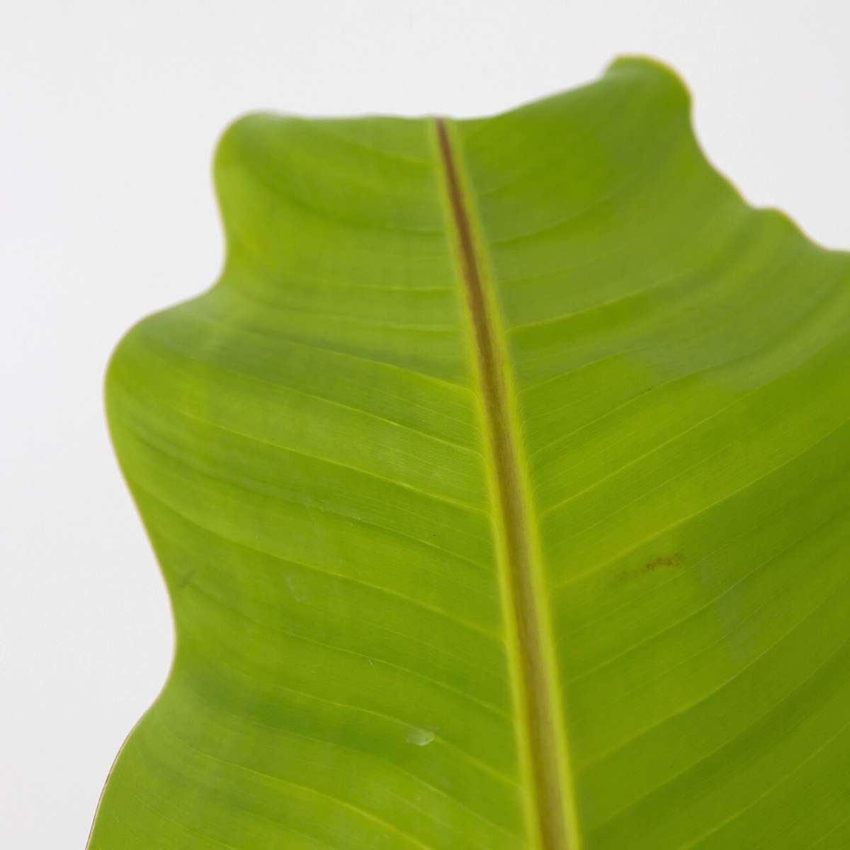 Hardy Banana - 2 pcs. - Musa basjoo - Height 55-70cm - ⌀21cm