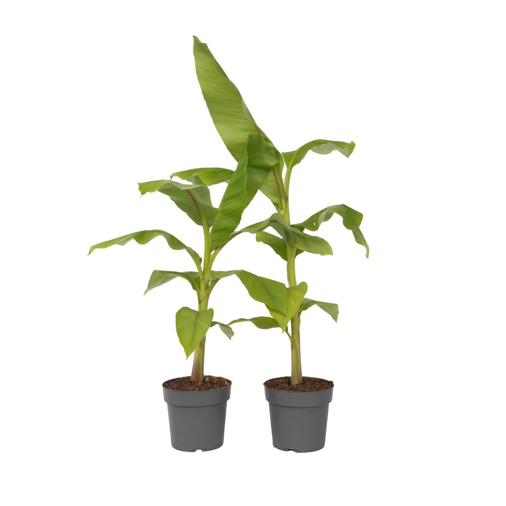 Hardy Banana - 2 pcs. - Musa basjoo - Height 55-70cm - ⌀21cm