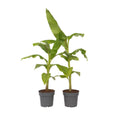 Hardy Banana - 2 pcs. - Musa basjoo - Height 55-70cm - ⌀21cm