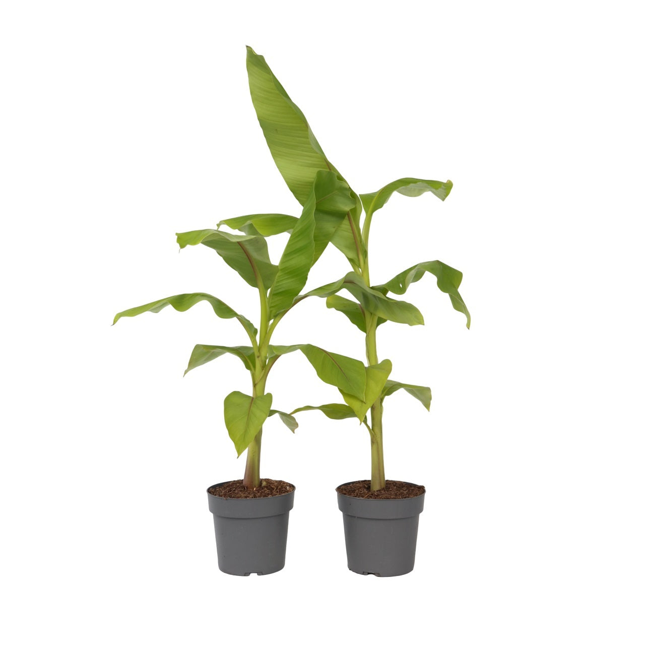 Hardy Banana - 2 pcs. - Musa basjoo - Height 55-70cm - ⌀21cm