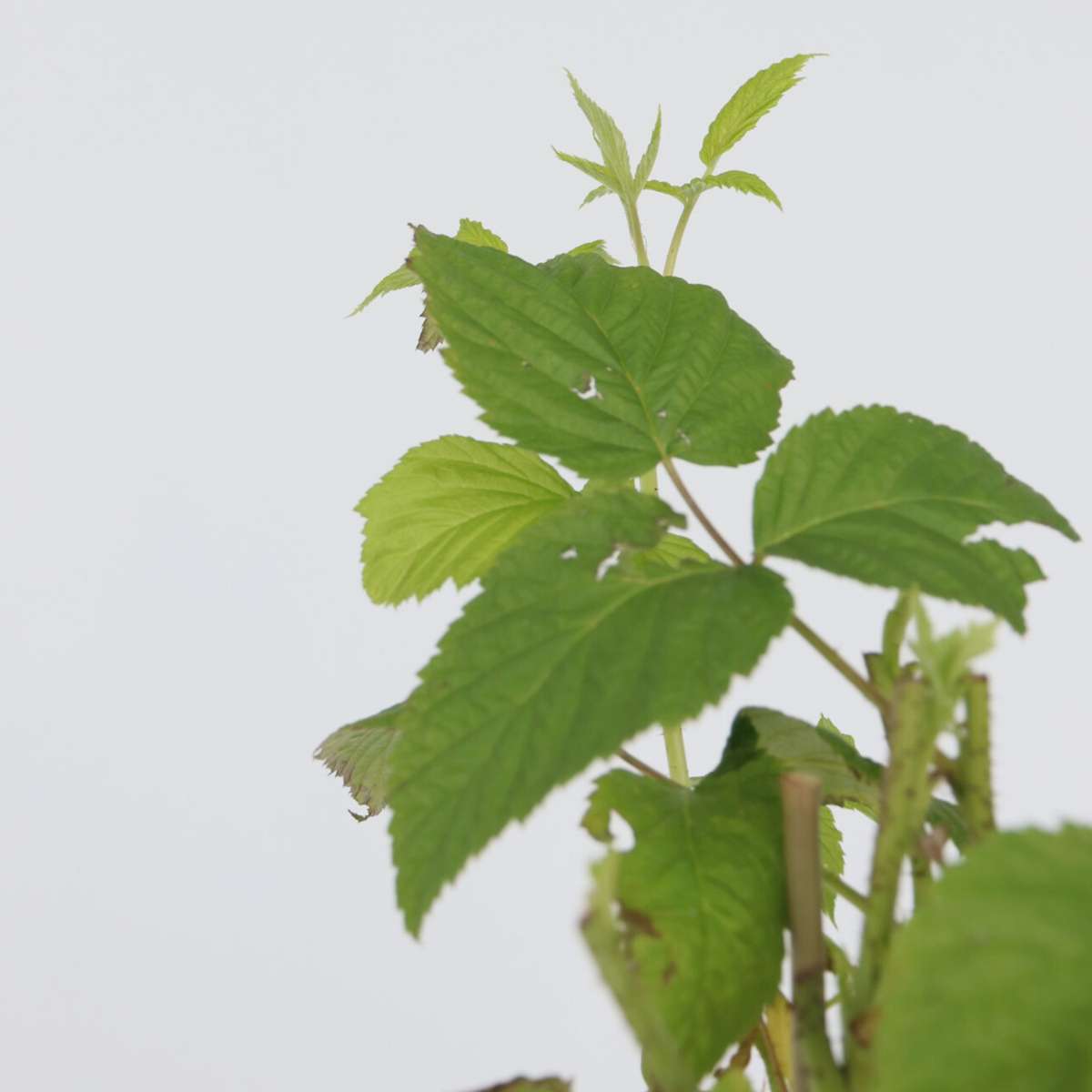 Raspberry plant - 2 pcs. - Rubus idaeus 'Malling Promise' - H50-60cm - ⌀15cm