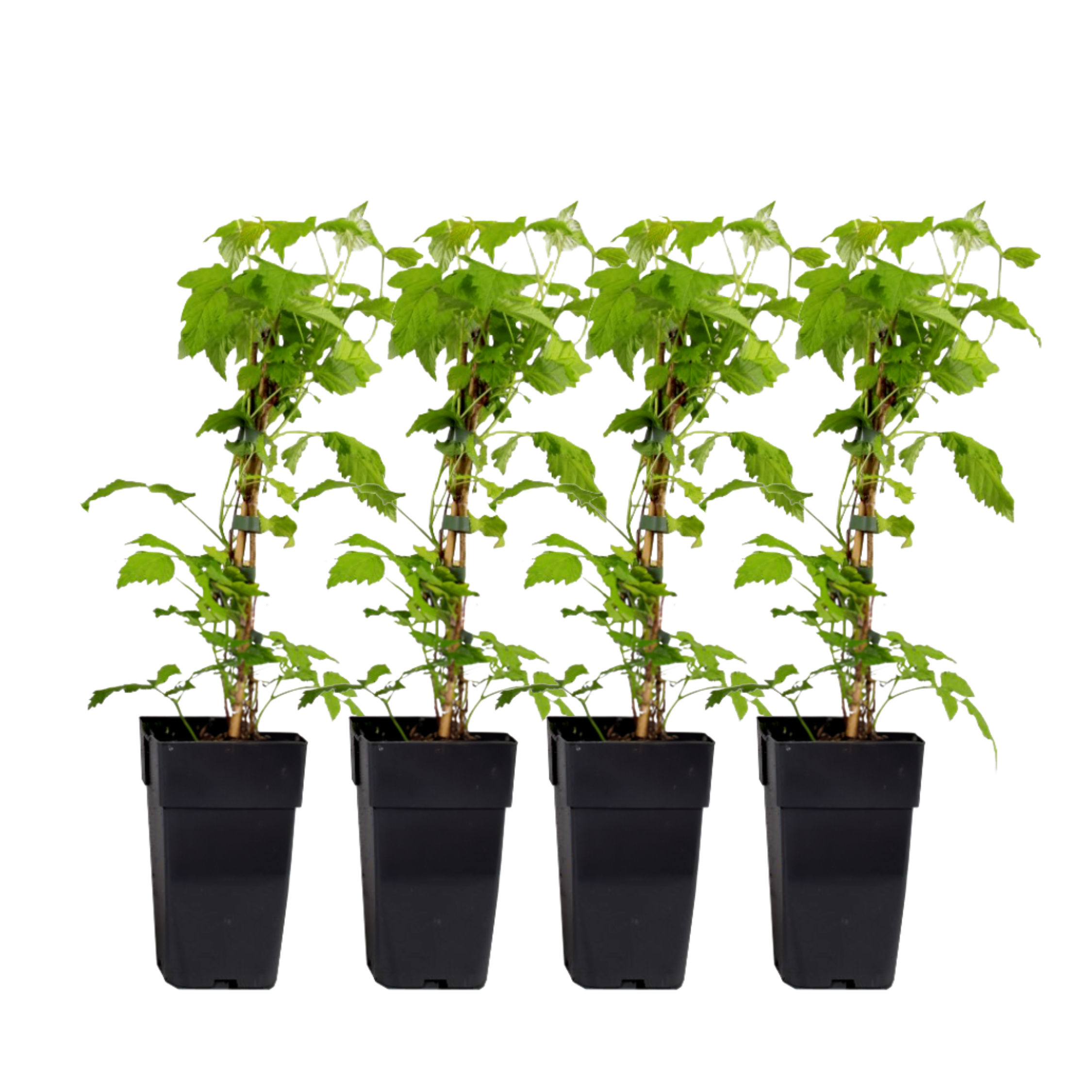 Raspberry plant - 4 pcs. - Rubus idaeus 'Malling Promise' - H50-60cm - ⌀15cm