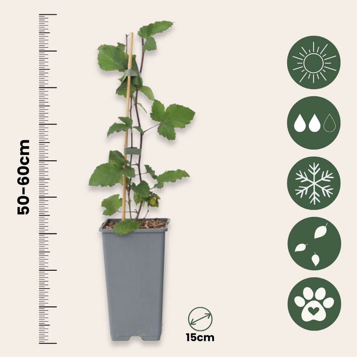 Currant plant - 2 pcs. - Ribes rubrum 'Jonkheer van Tets' - H50-60cm - ⌀15cm
