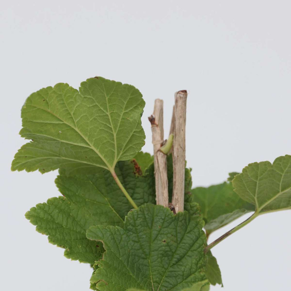 Currant plant - 4 pcs. - Ribes rubrum 'Jonkheer van Tets' - H50-60cm - ⌀15cm