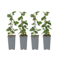 Currant plant - 4 pcs. - Ribes rubrum 'Jonkheer van Tets' - H50-60cm - ⌀15cm