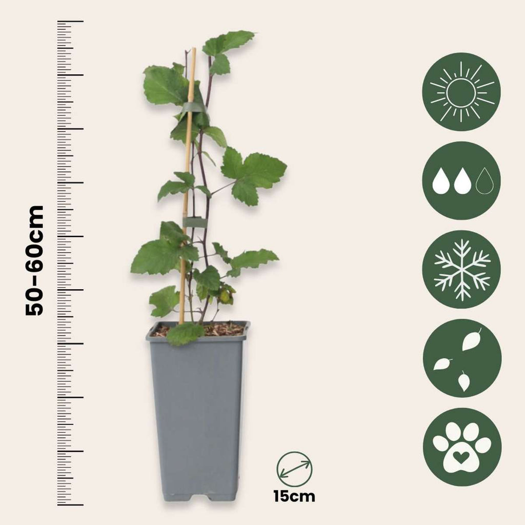 Currant plant - 4 pcs. - Ribes rubrum 'Jonkheer van Tets' - H50-60cm - ⌀15cm
