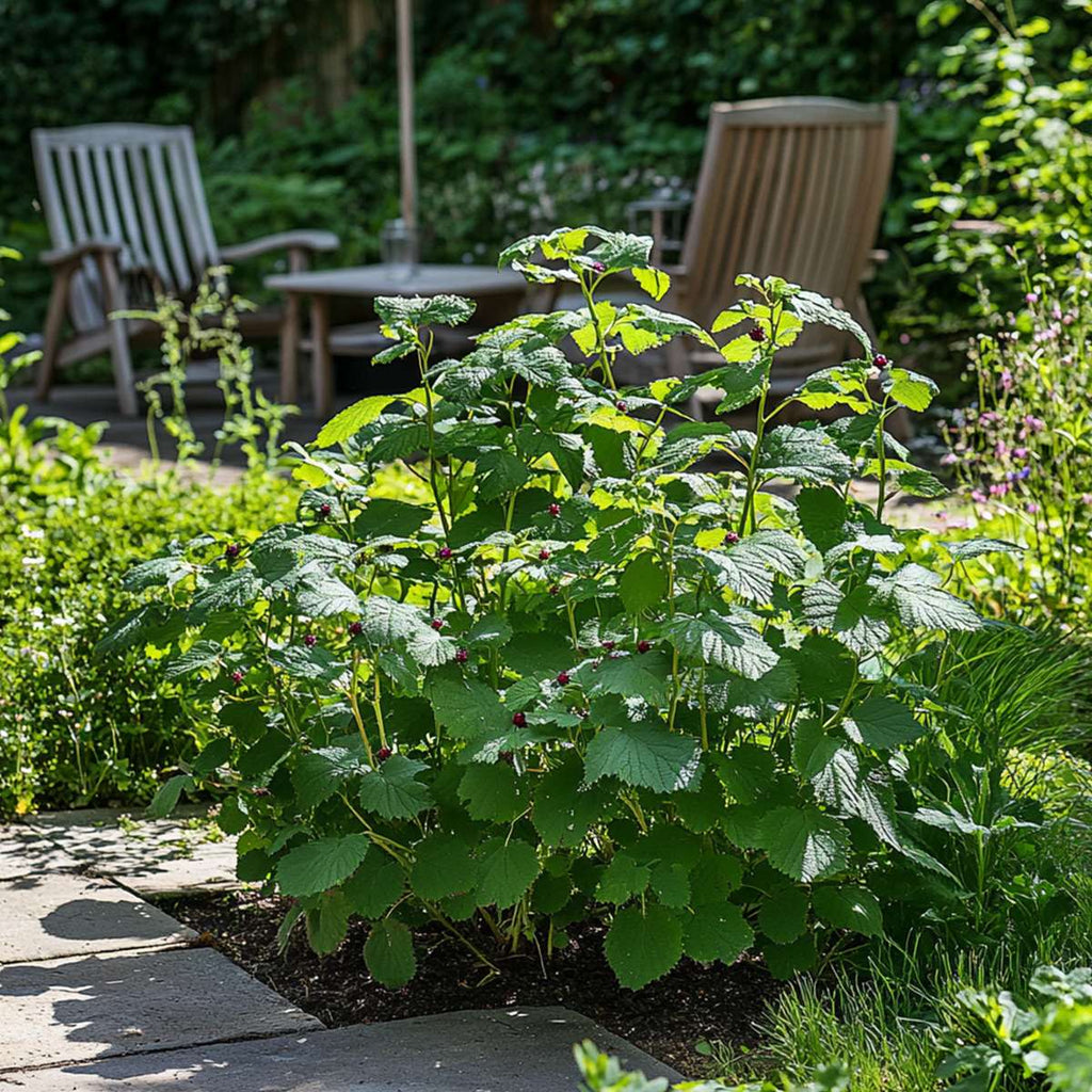 Blackberry plant - 2 pcs. - Rubus fruticosus 'Thornfree' - H50-60cm - ⌀15cm