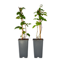 Blackberry plant - 2 pcs. - Rubus fruticosus 'Thornfree' - H50-60cm - ⌀15cm