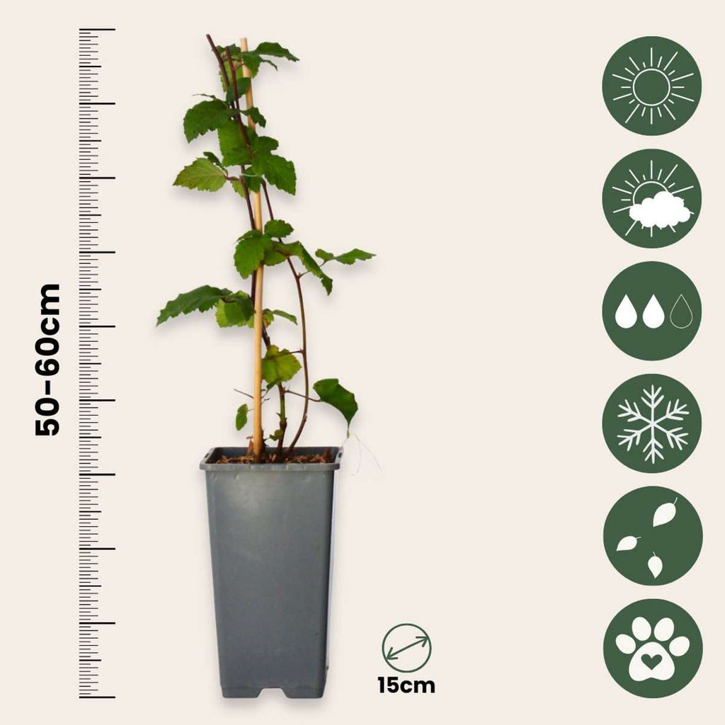 Blackberry plant - 2 pcs. - Rubus fruticosus 'Thornfree' - H50-60cm - ⌀15cm