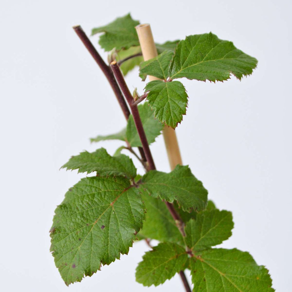 Blackberry plant - 4 pcs. - Rubus fruticosus 'Thornfree' - H50-60cm - ⌀15cm