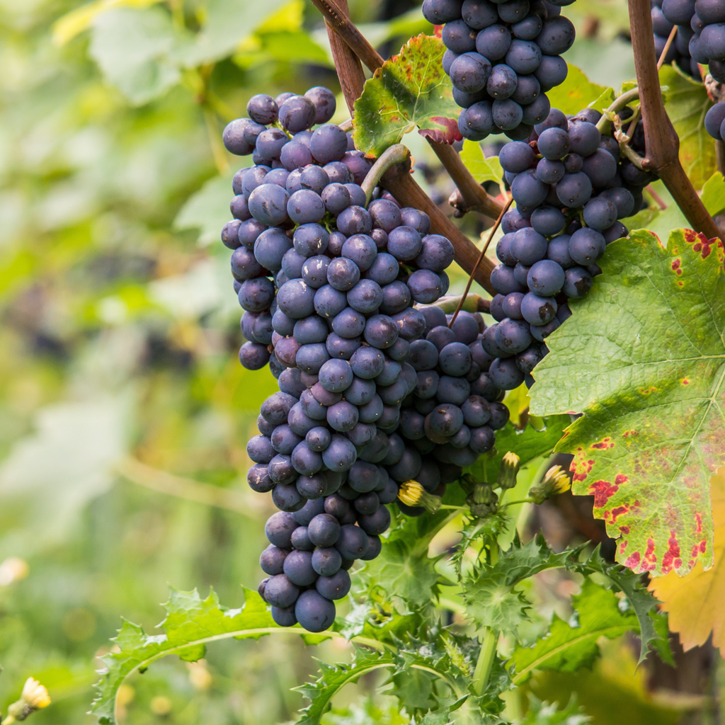 Common grape vine - Vitis vinifera ‘Nero’ - Height 60-75cm - ⌀21cm