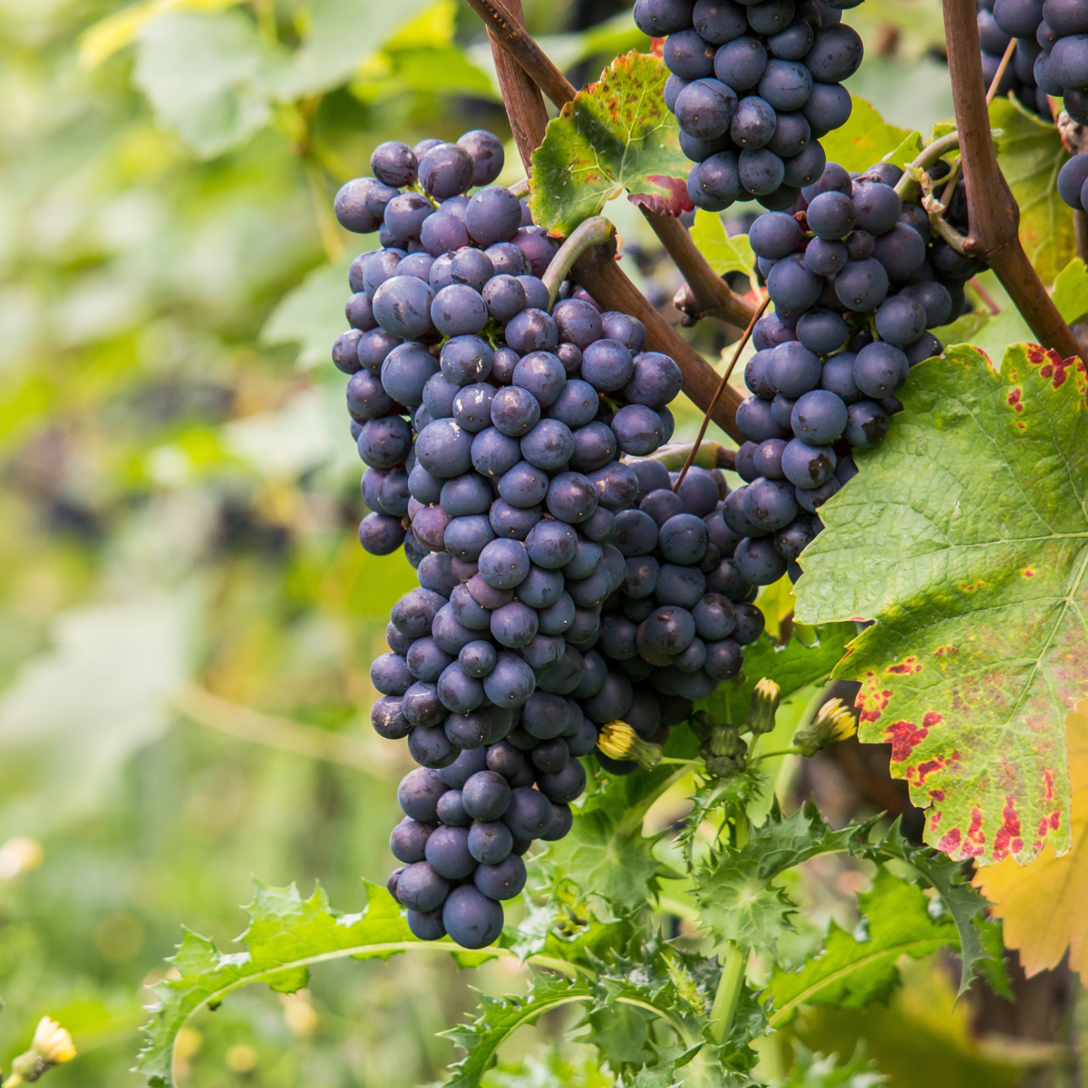 Common grape vine - Vitis vinifera ‘Nero’ - Height 60-75cm - ⌀21cm