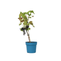 Common grape vine - Vitis vinifera ‘Nero’ - Height 60-75cm - ⌀21cm