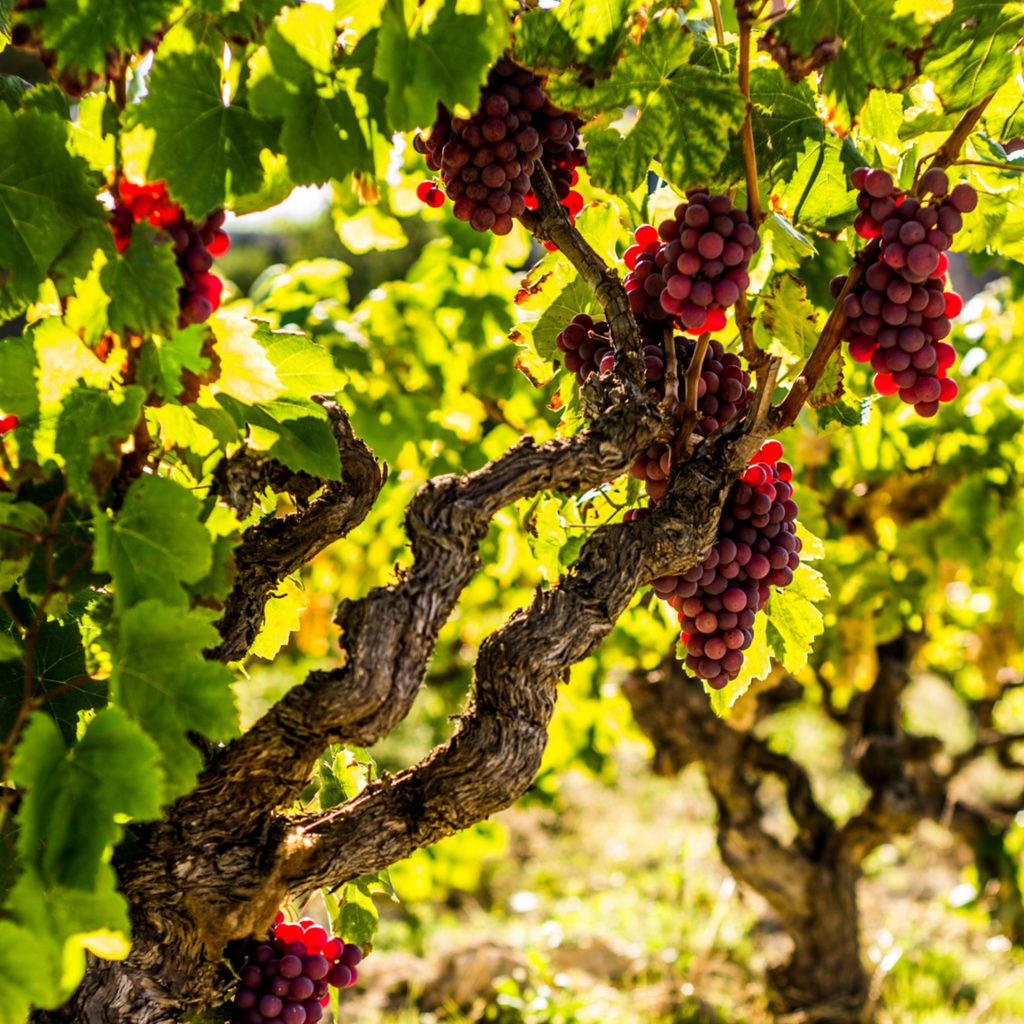 Common grape vine - 3 pcs. - Vitis vinifera 'pinot gris' - Height 25-40cm - ⌀9cm