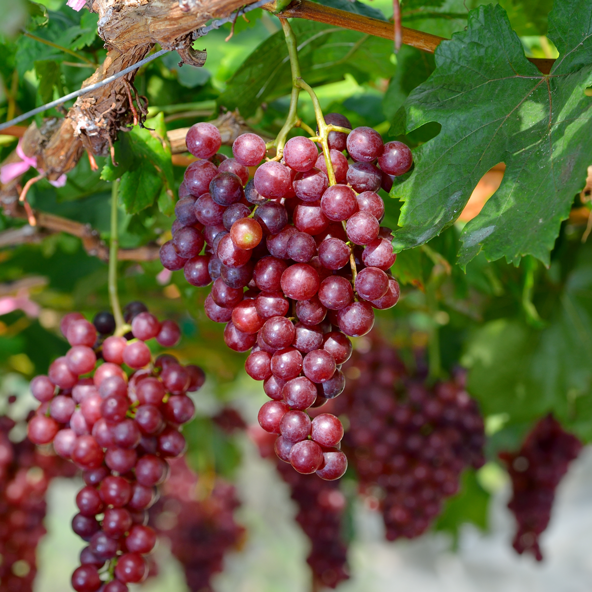 Common grape vine - Vitis vinifera ‘Vanessa’ - Height 60-75cm - ⌀21cm