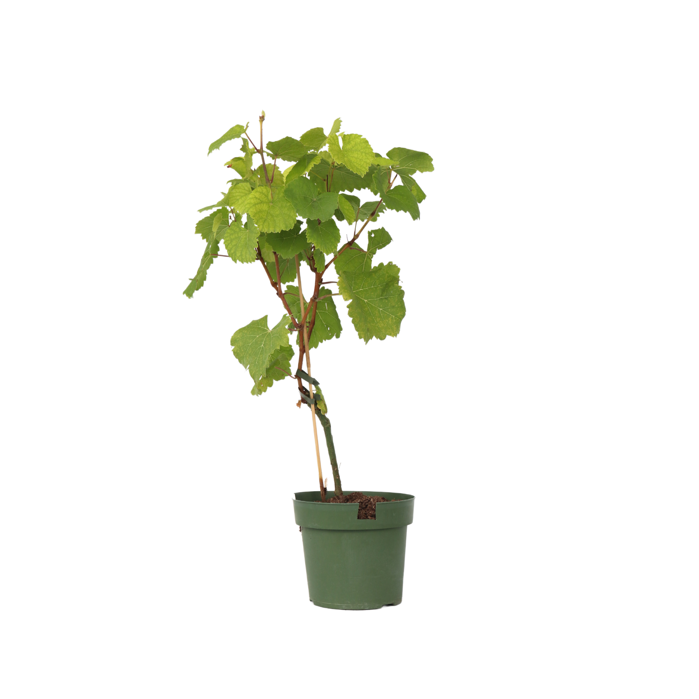 Common grape vine - Vitis vinifera ‘Vanessa’ - Height 60-75cm - ⌀21cm