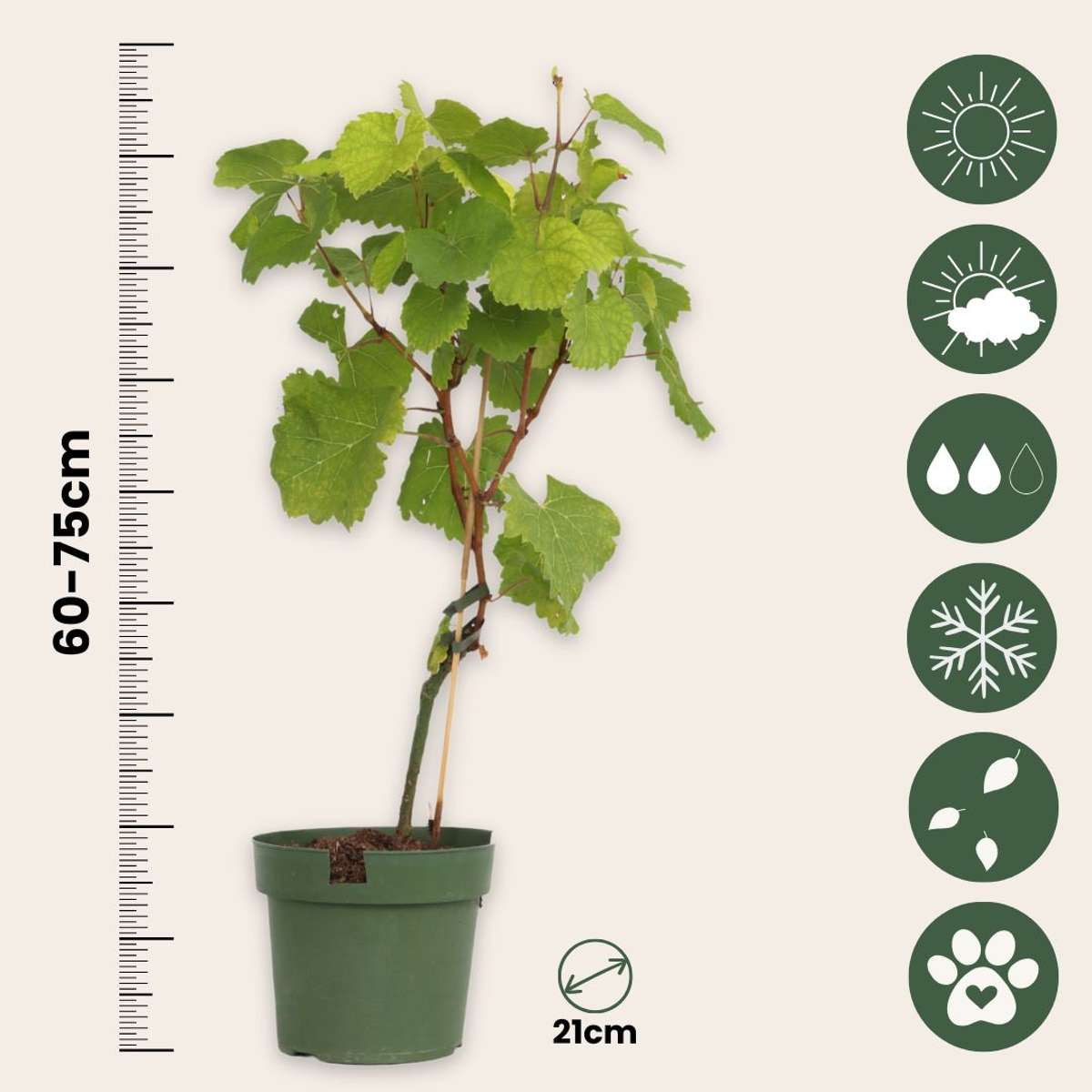 Common grape vine - Vitis vinifera ‘Vanessa’ - Height 60-75cm - ⌀21cm