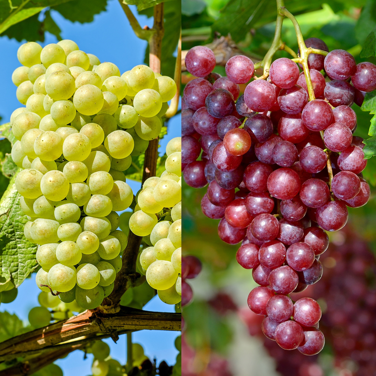 Grape plant - 2 pcs. - Vitis ‘Himrod’, Vitis ‘Vanessa’ - Height 60-75cm - ⌀21cm