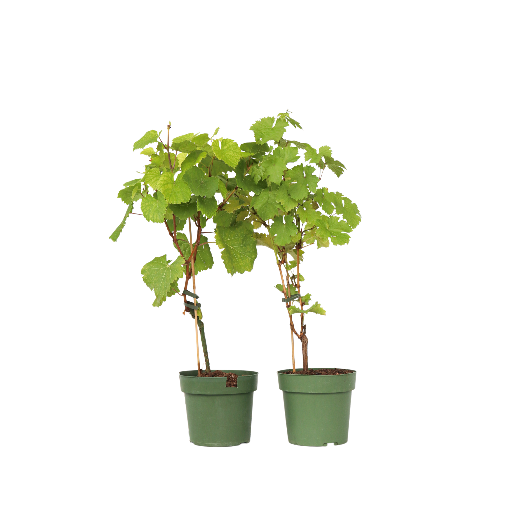 Grape plant - 2 pcs. - Vitis ‘Himrod’, Vitis ‘Vanessa’ - Height 60-75cm - ⌀21cm