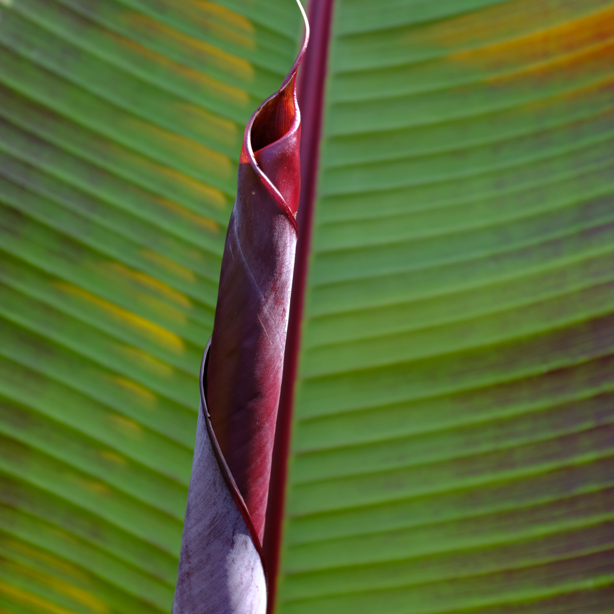 Red banana plant -  Musa sikkimensis Ever Red - Height 55-70cm - ⌀21cm