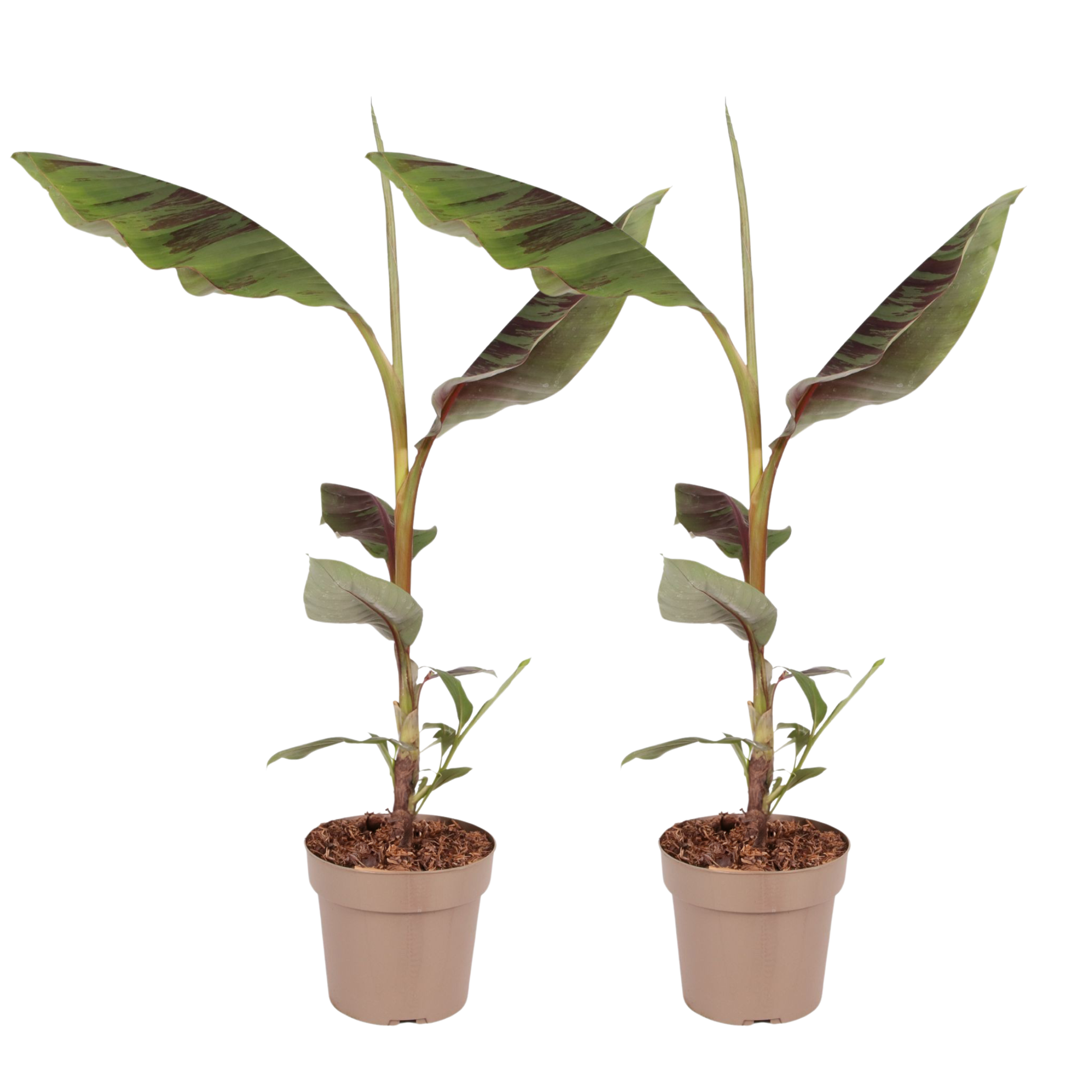 Red banana plant - Set of 2 - Ensete ventricosum - Height 55-70cm - ⌀21cm