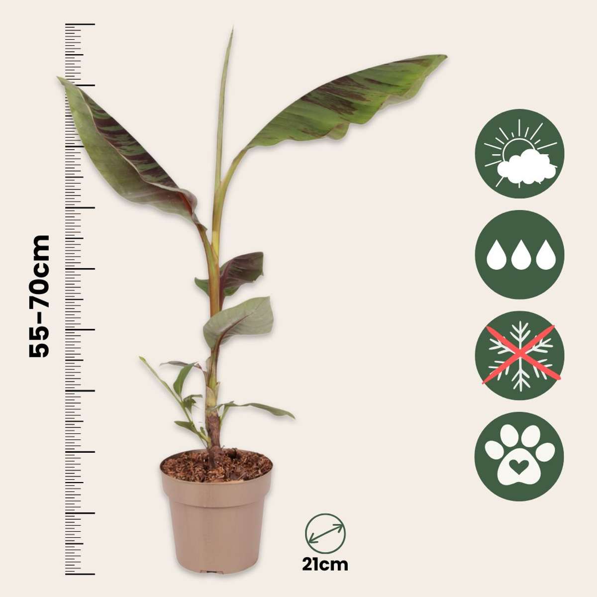 Red banana plant - Set of 2 - Ensete ventricosum - Height 55-70cm - ⌀21cm