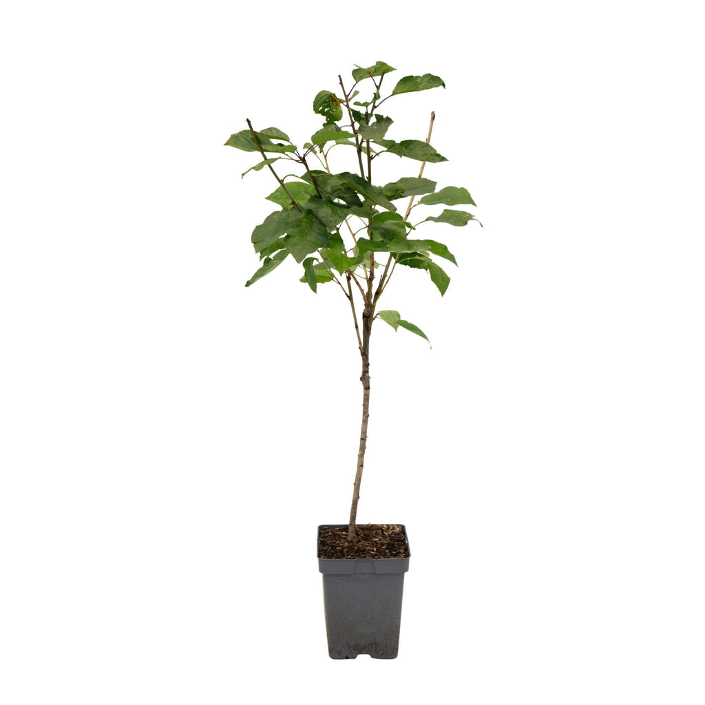 Cherry Tree - Prunus avium 'Stella' - Sweet Cherry - Height 90-110cm - ⌀23cm