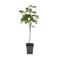 Cherry Tree - Prunus avium 'Stella' - Sweet Cherry - Height 90-110cm - ⌀23cm