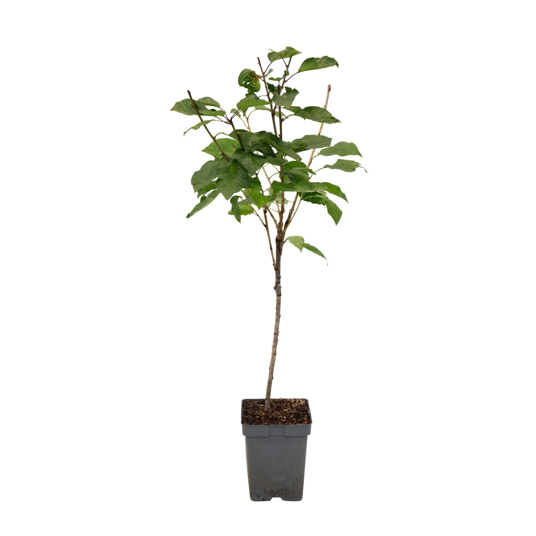 Cherry Tree - Prunus avium 'Stella' - Sweet Cherry - Height 90-110cm - ⌀23cm