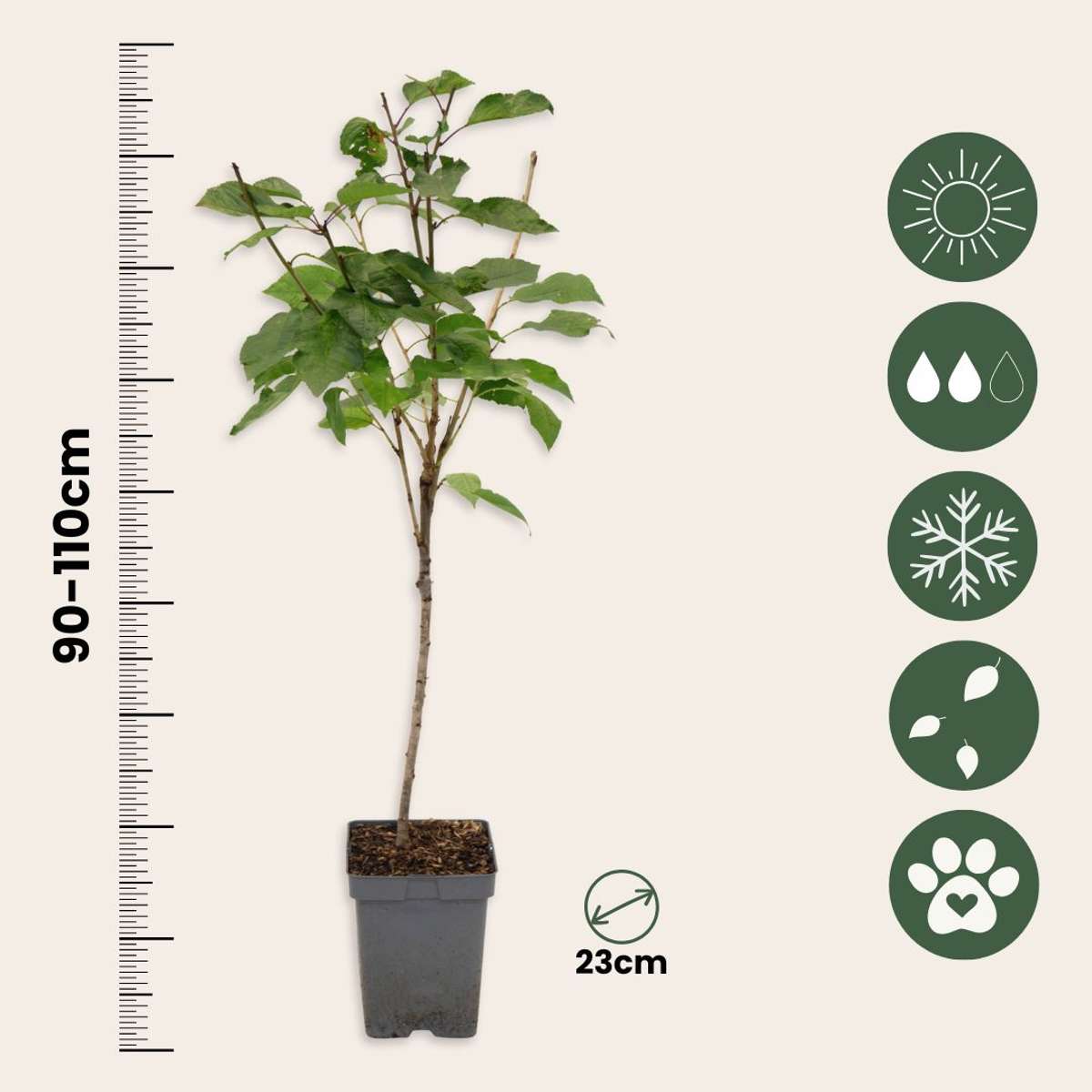 Cherry Tree - Prunus avium 'Stella' - Sweet Cherry - Height 90-110cm - ⌀23cm