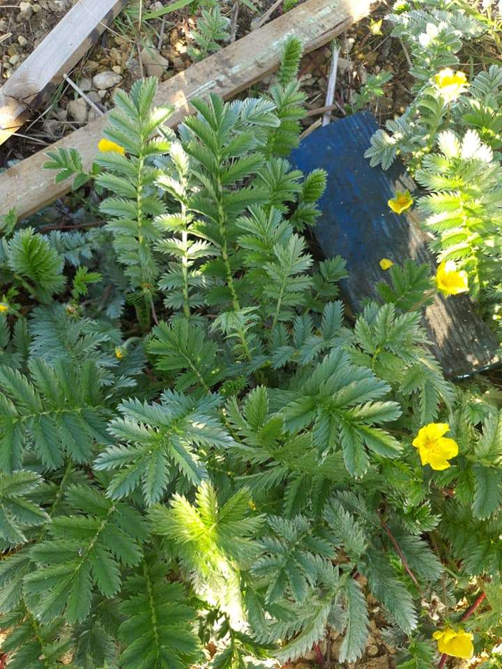 Potentilla hippiana (Colorado silvery cinquefoil) - MP096A Packs