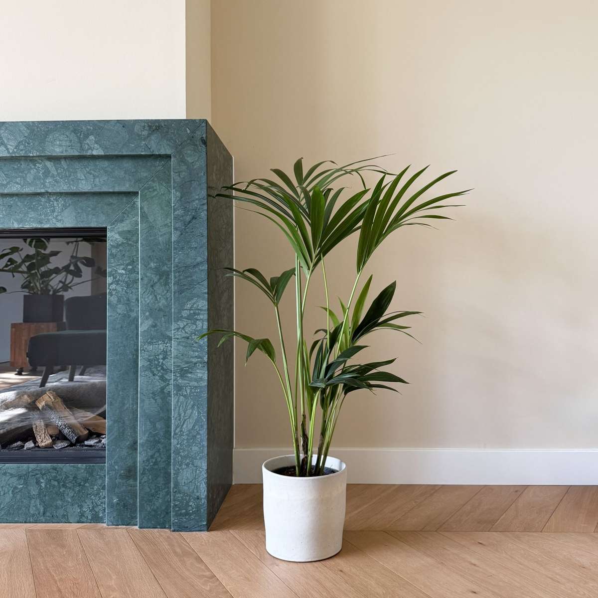 Kentia Palm - Howea forsteriana - Height 90-100cm - ⌀18cm