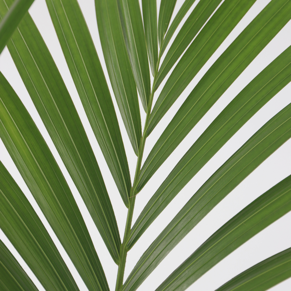 Kentia Palm - Howea forsteriana - Height 90-100cm - ⌀18cm