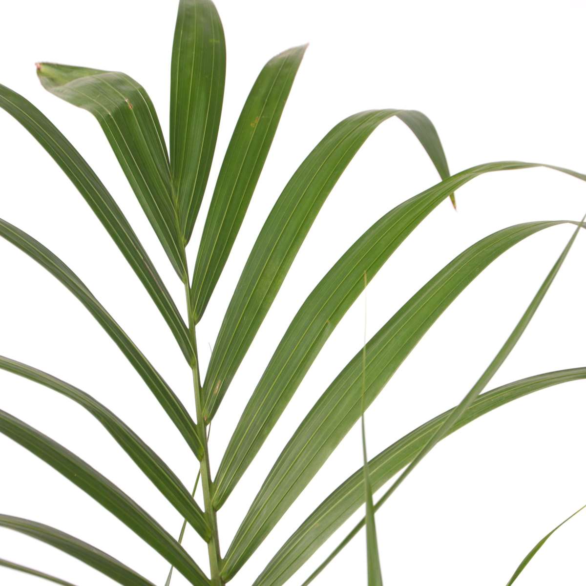 Kentia Palm - Howea forsteriana - Height 90-100cm - ⌀18cm
